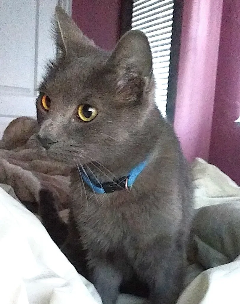 Lost cat in El Paso, TX, 79903