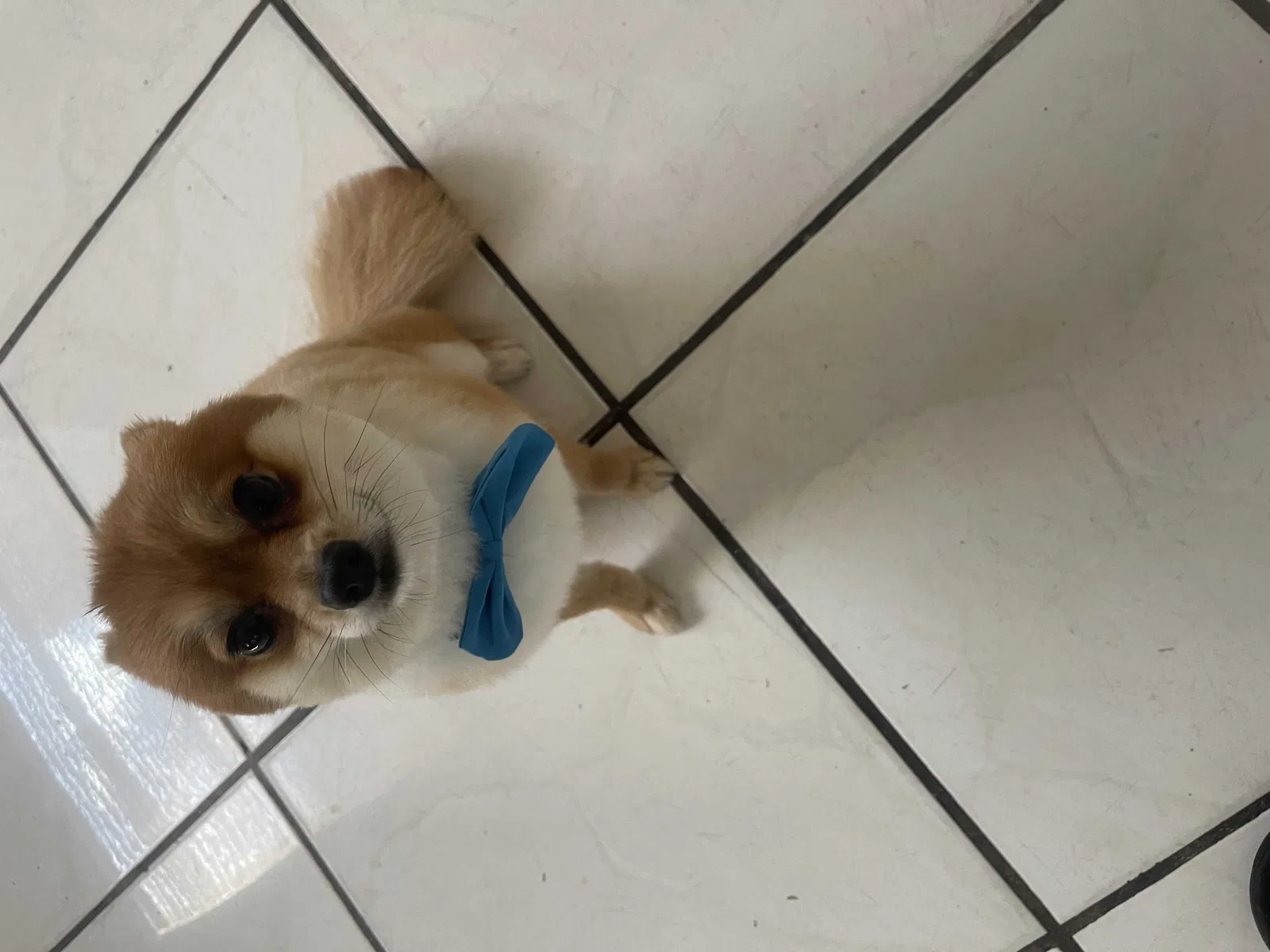 Lost dog in Miami, FL, 33147