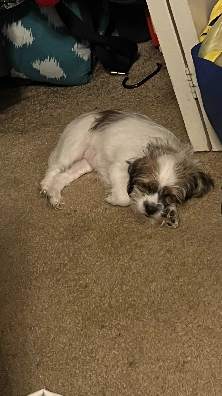 Lost dog in Columbia, MD, 21045