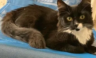 Lost cat in Leesburg, FL, 34748