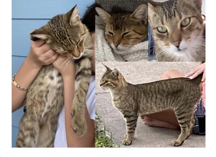 Lost cat in Santa Fe, TX, 77517