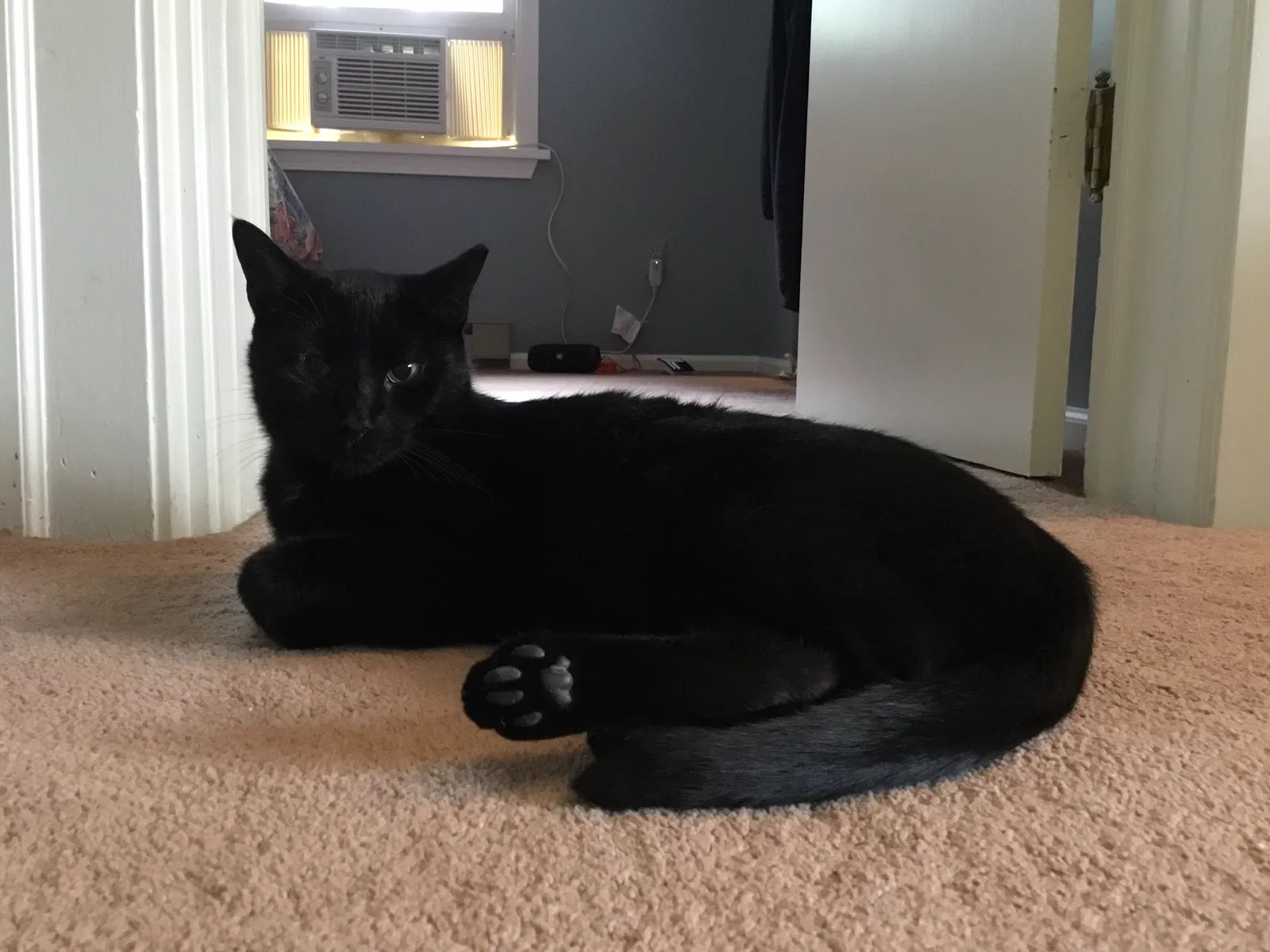 Lost cat in Fairport, NY, 14450