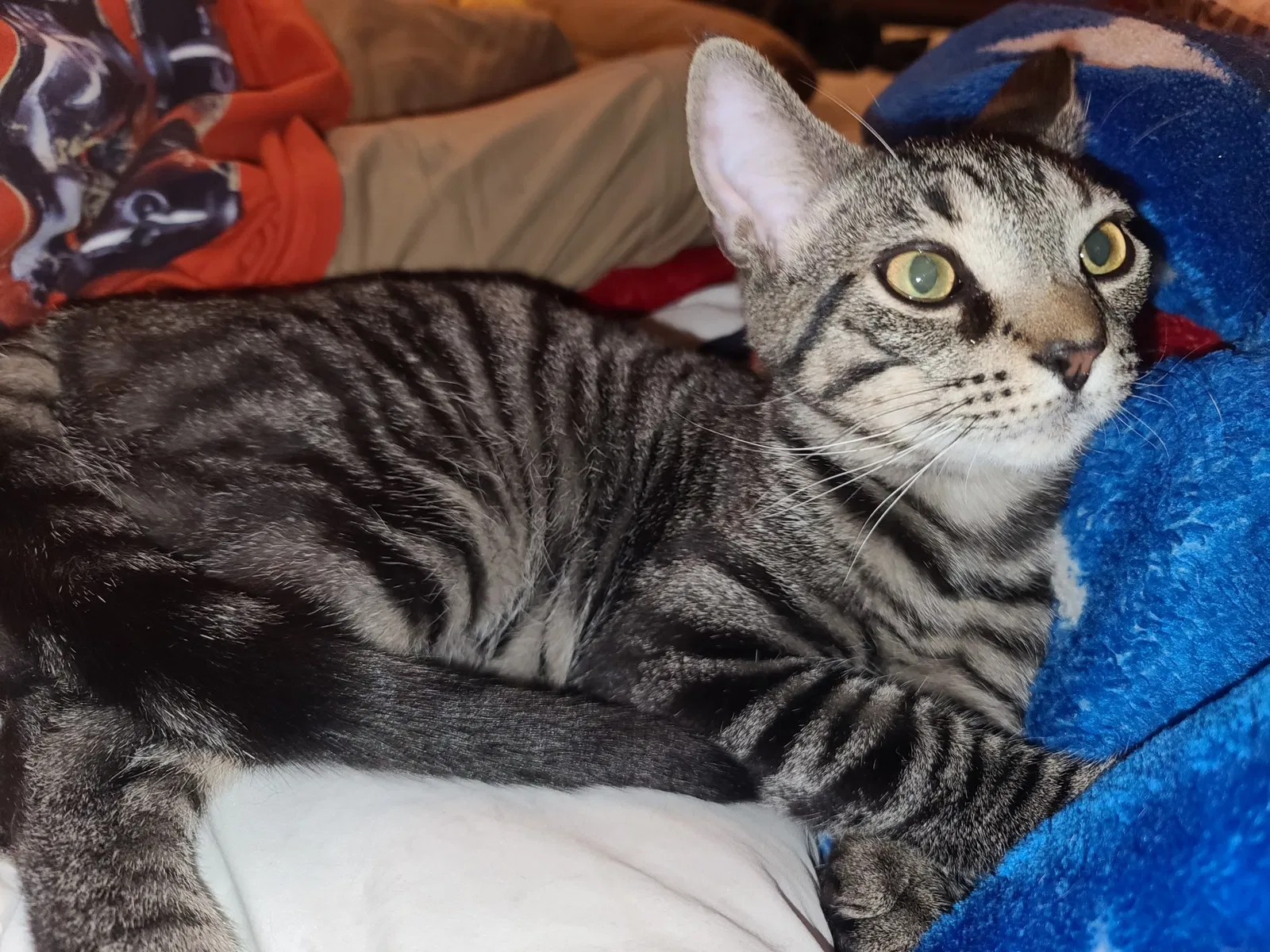 Lost cat in Brunswick, OH, 44212