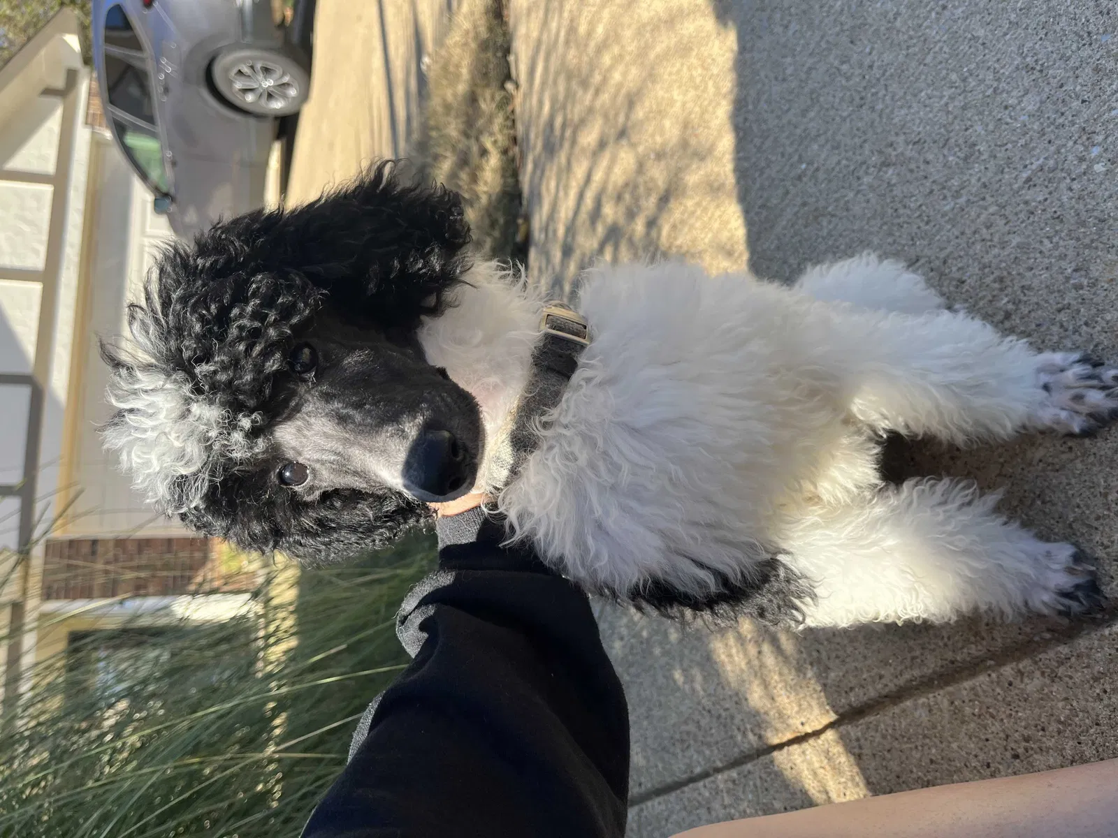 Lost dog in Fort Worth, TX, 76133