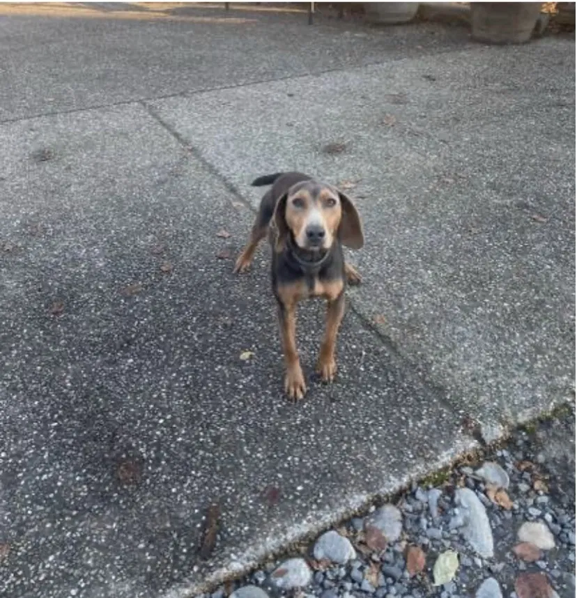 Lost dog in Lake Stevens, WA, 98258