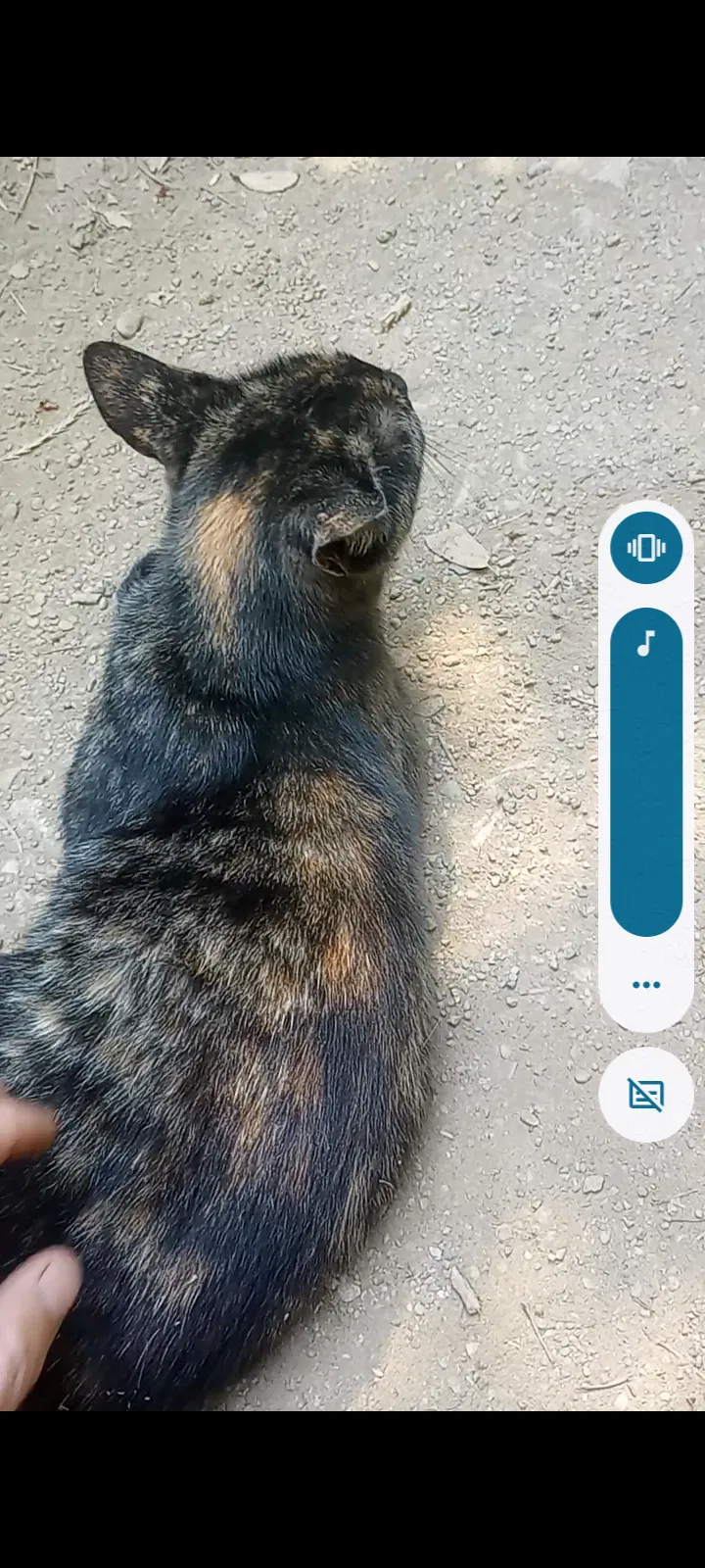 Lost cat in Tucson, AZ, 85747