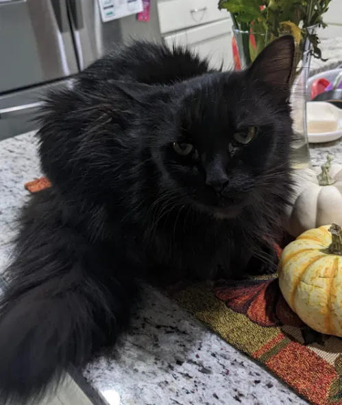 Lost cat in Sumter, SC, 29154