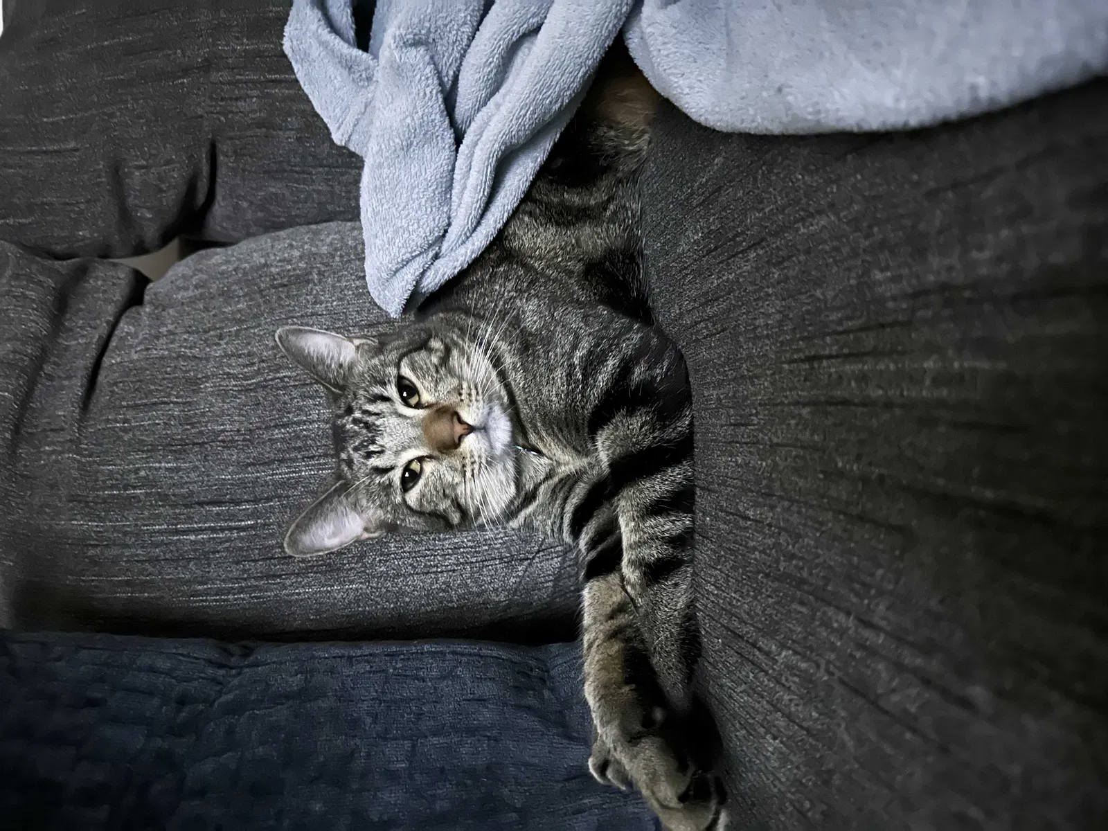 Lost cat in Hope Mills, NC, 28348