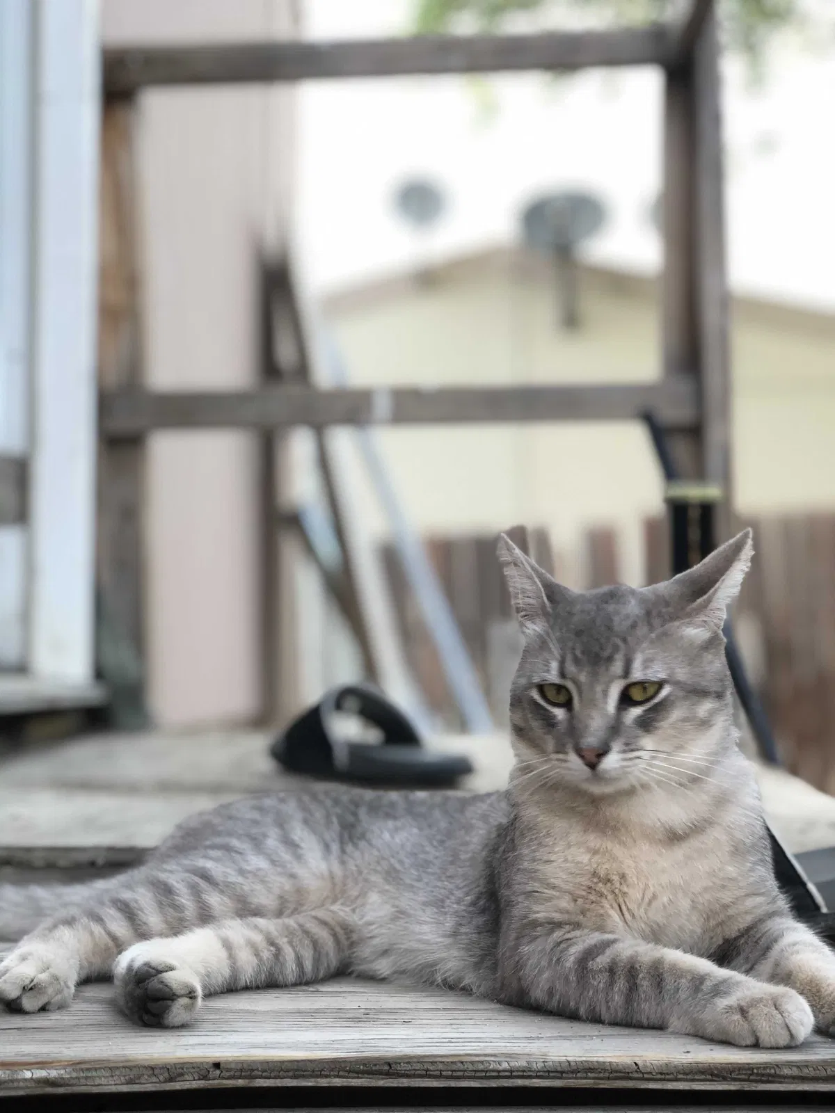 Lost cat in Ramona, CA, 92065