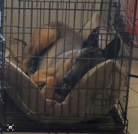 Lost dog in Las Vegas, NV, 89131