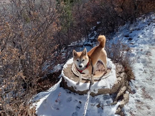 Lost dog in Colorado Springs, CO, 80907