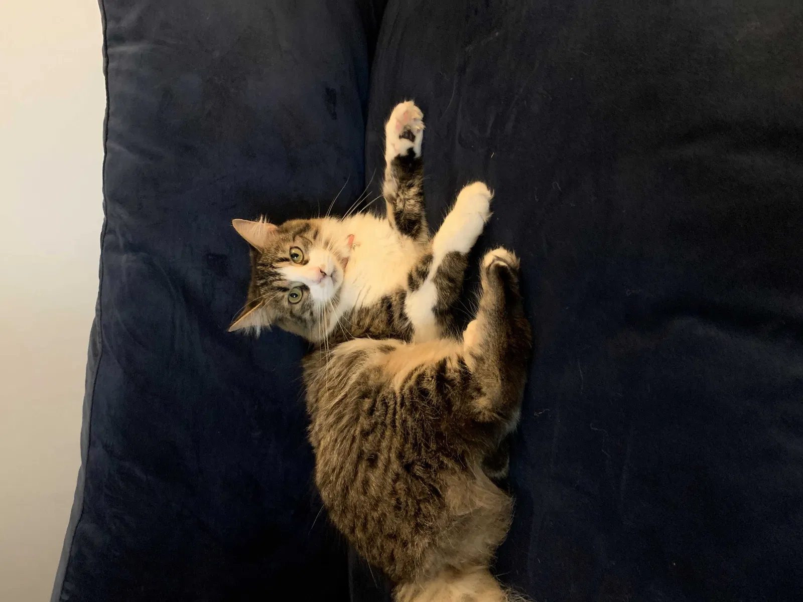 Lost cat in Strongsville, OH, 44149