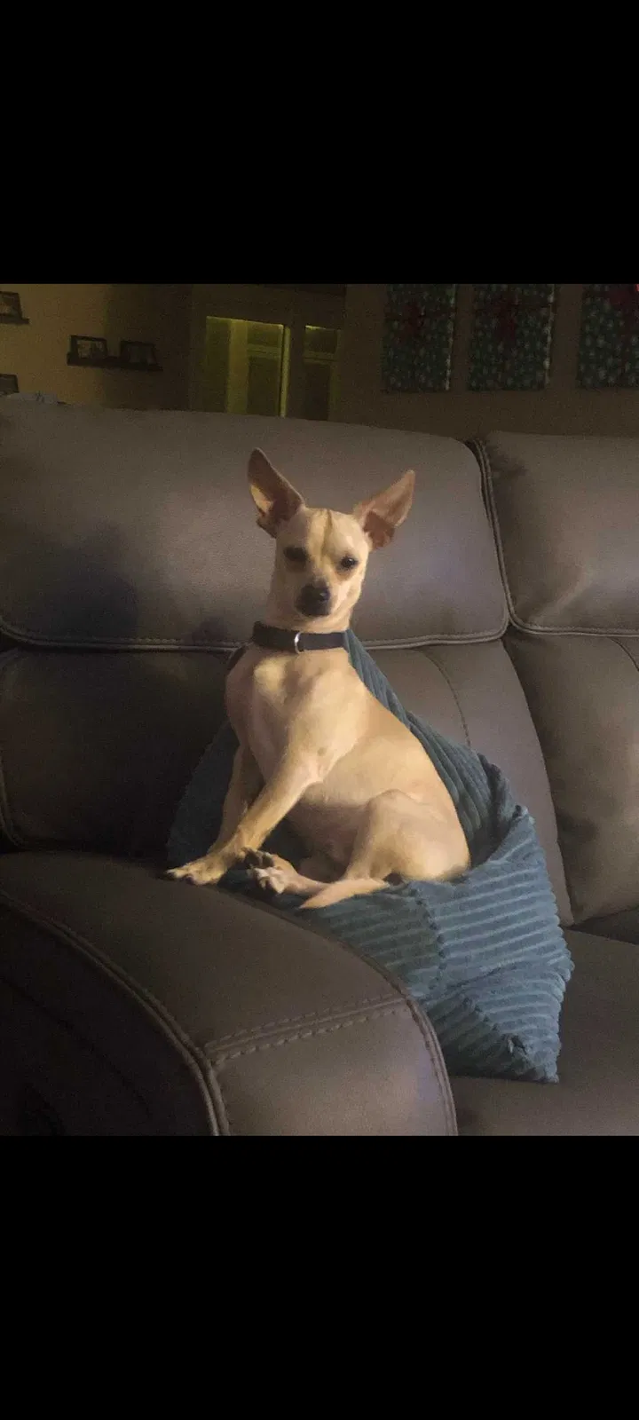 Lost dog in Boynton Beach, FL, 33437