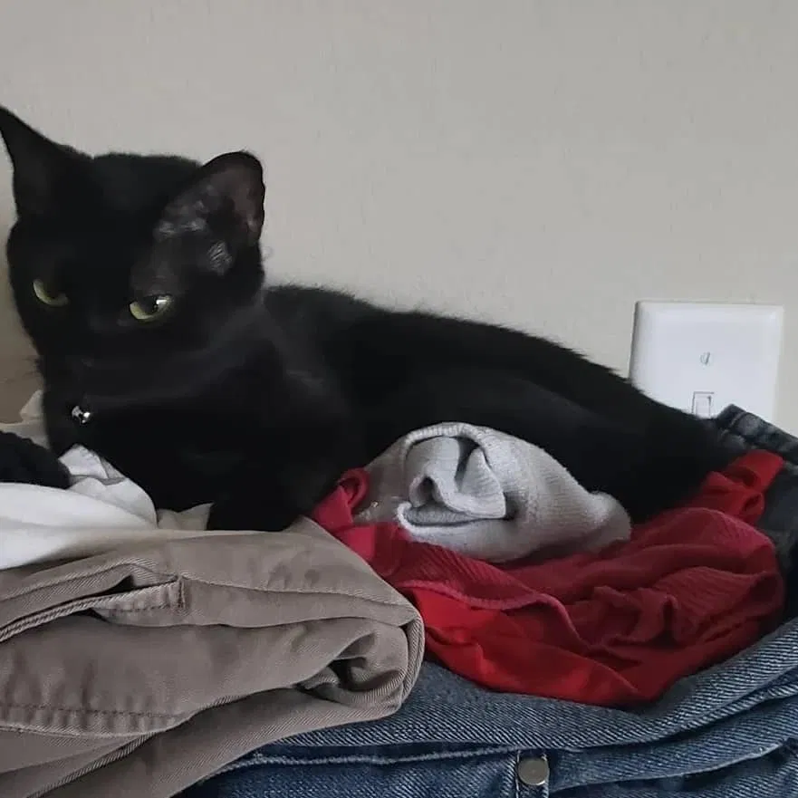 Lost cat in Fort Worth, TX, 76116