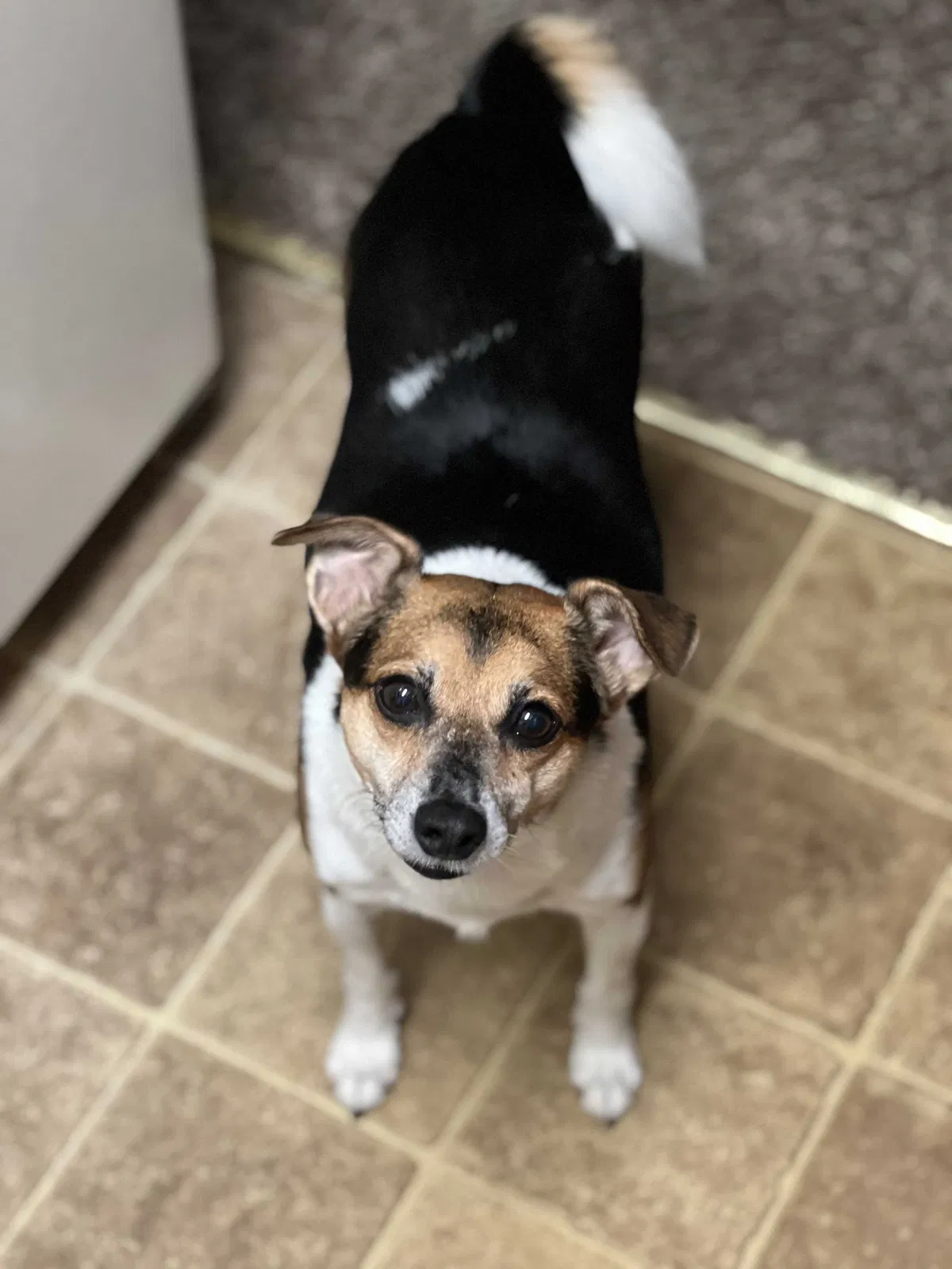 Lost dog in Louisville, KY, 40207