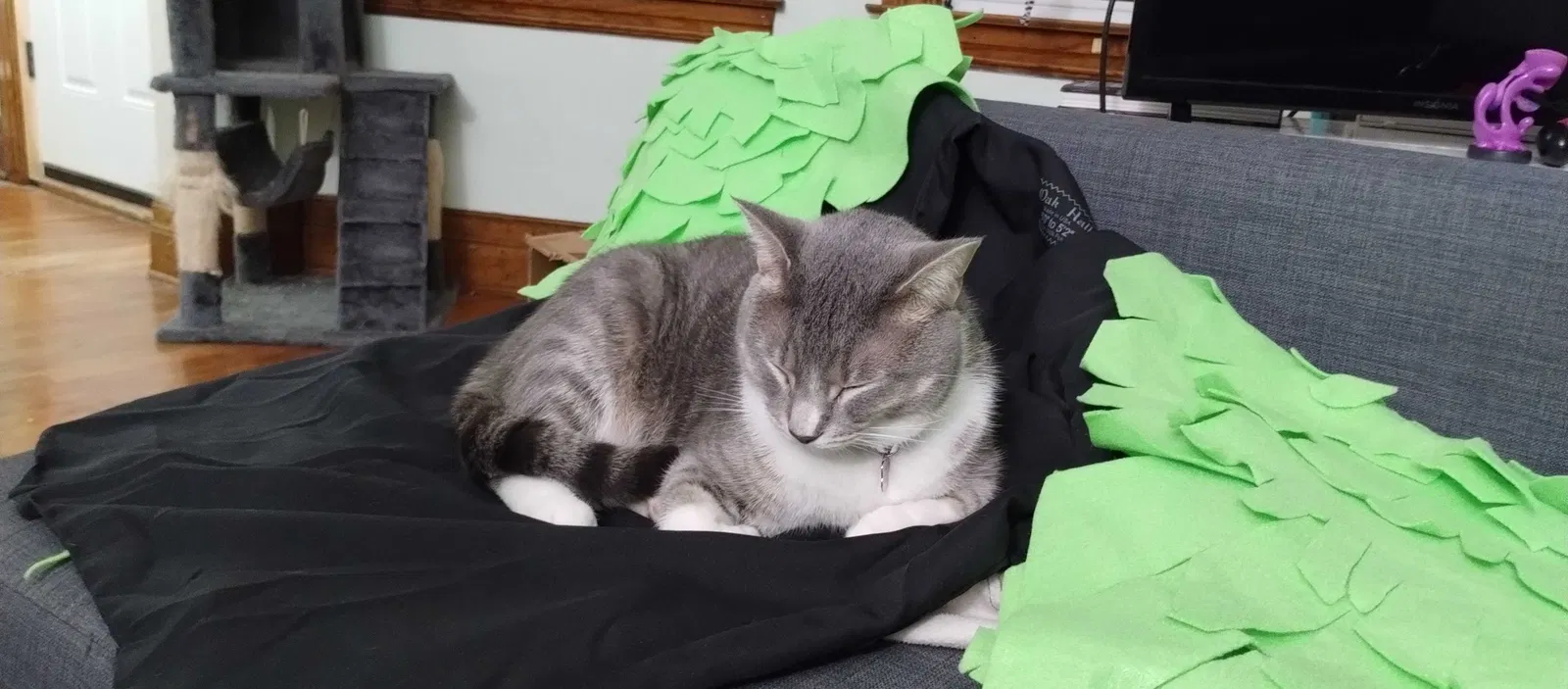 Lost cat in Hamtramck, MI, 48212