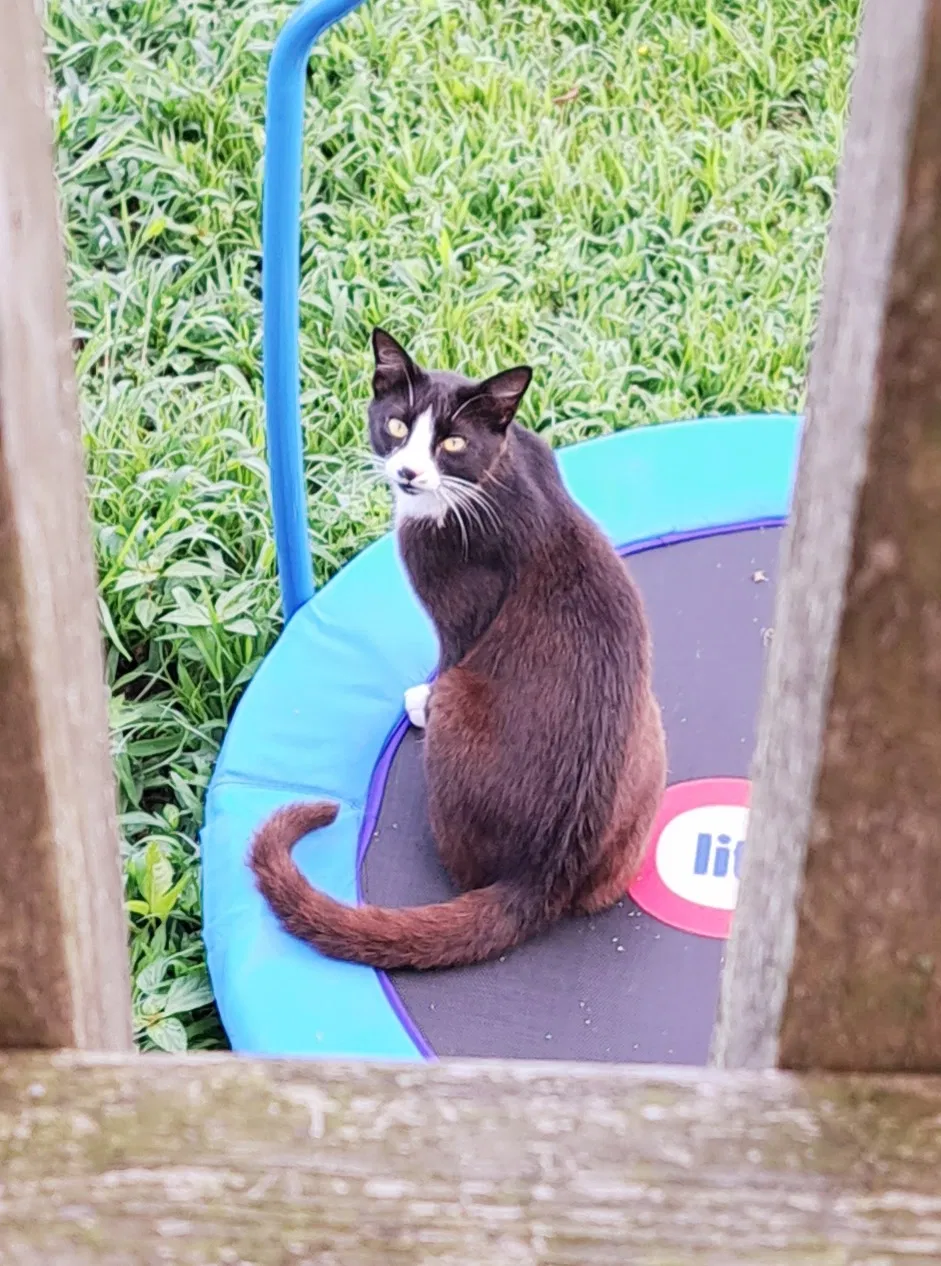 Lost cat in Withams, VA, 23488