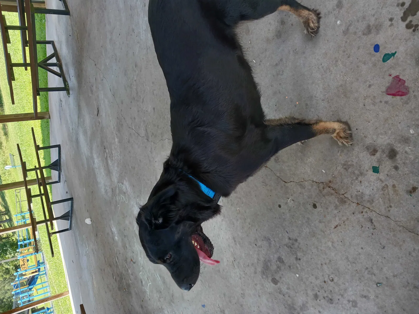 Lost dog in Poplar Bluff, MO, 63901