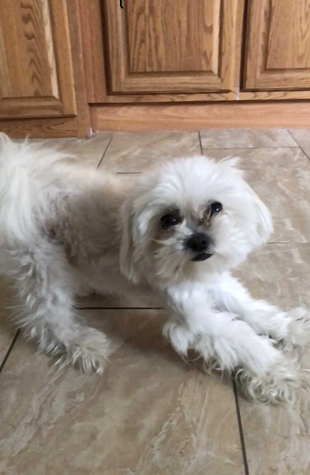 Lost dog in Hemet, CA, 92543