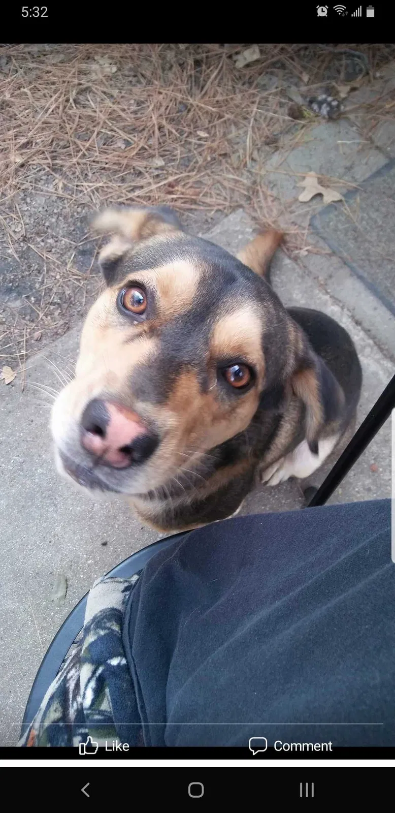 Lost dog in Spring, TX, 77386