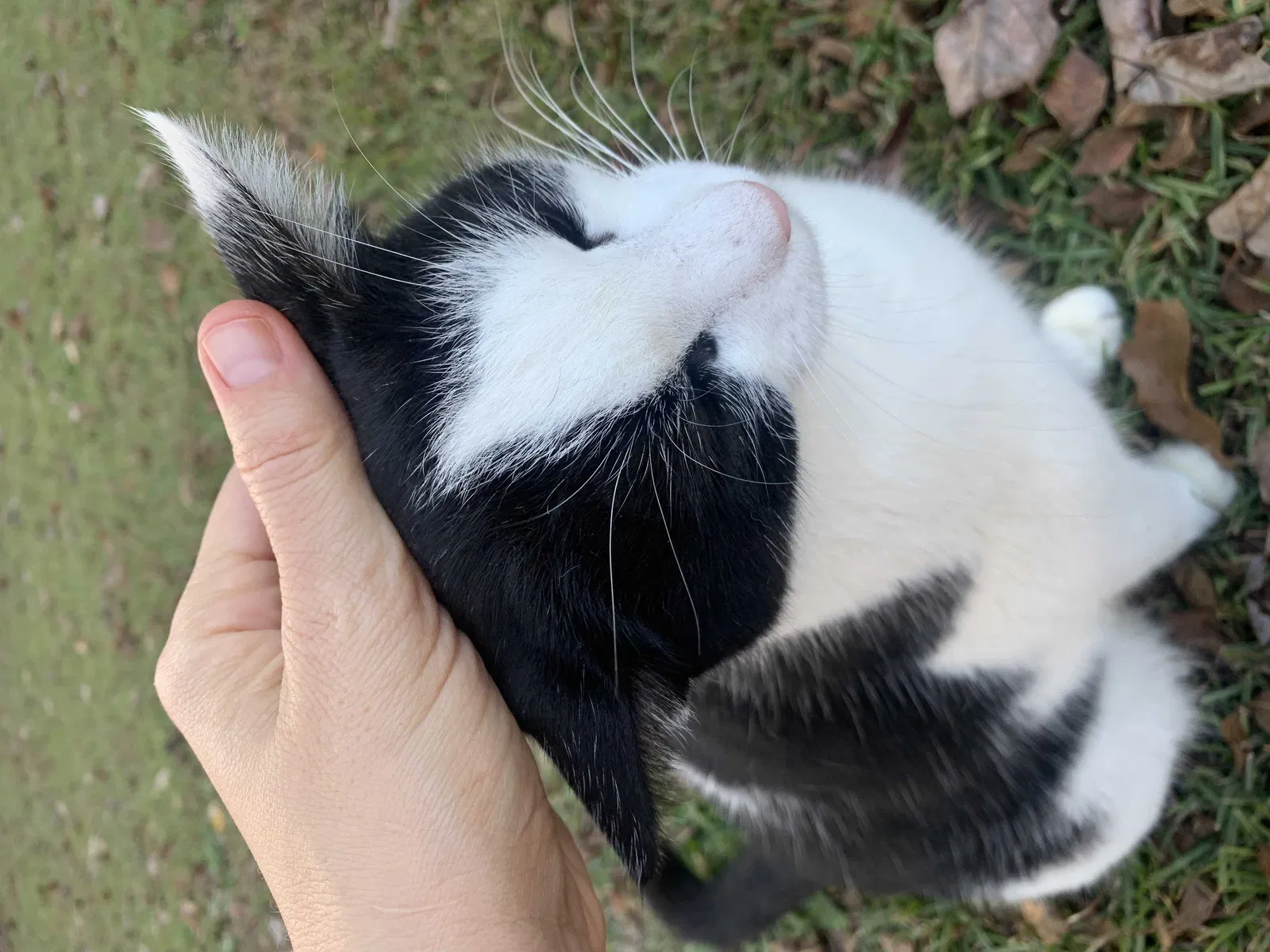 Lost cat in Lexington, SC, 29073