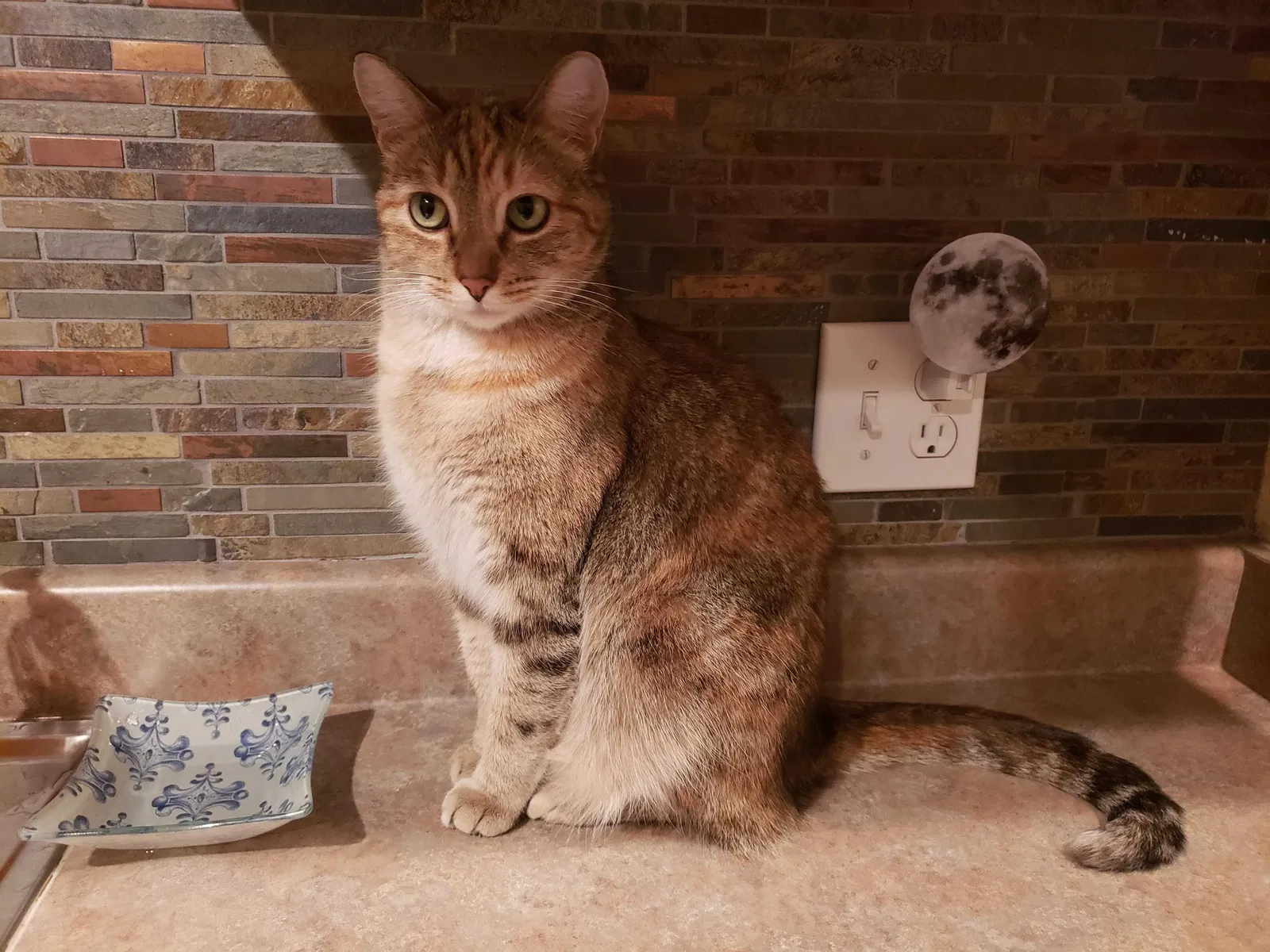 Lost cat in Surprise, AZ, 85388