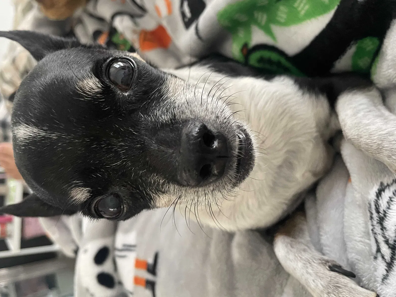 Lost dog in Compton, CA, 90220