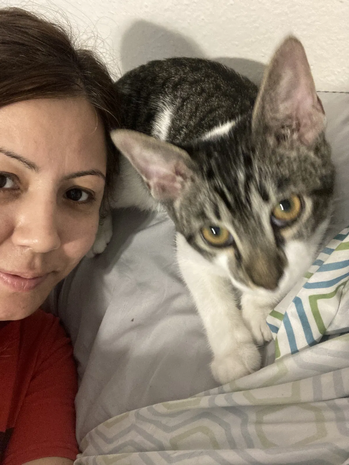 Lost cat in Houston, TX, 77036