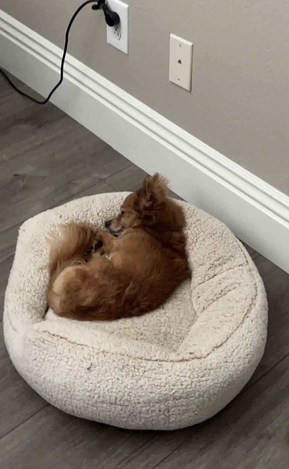 Lost dog in Las Vegas, NV, 89149