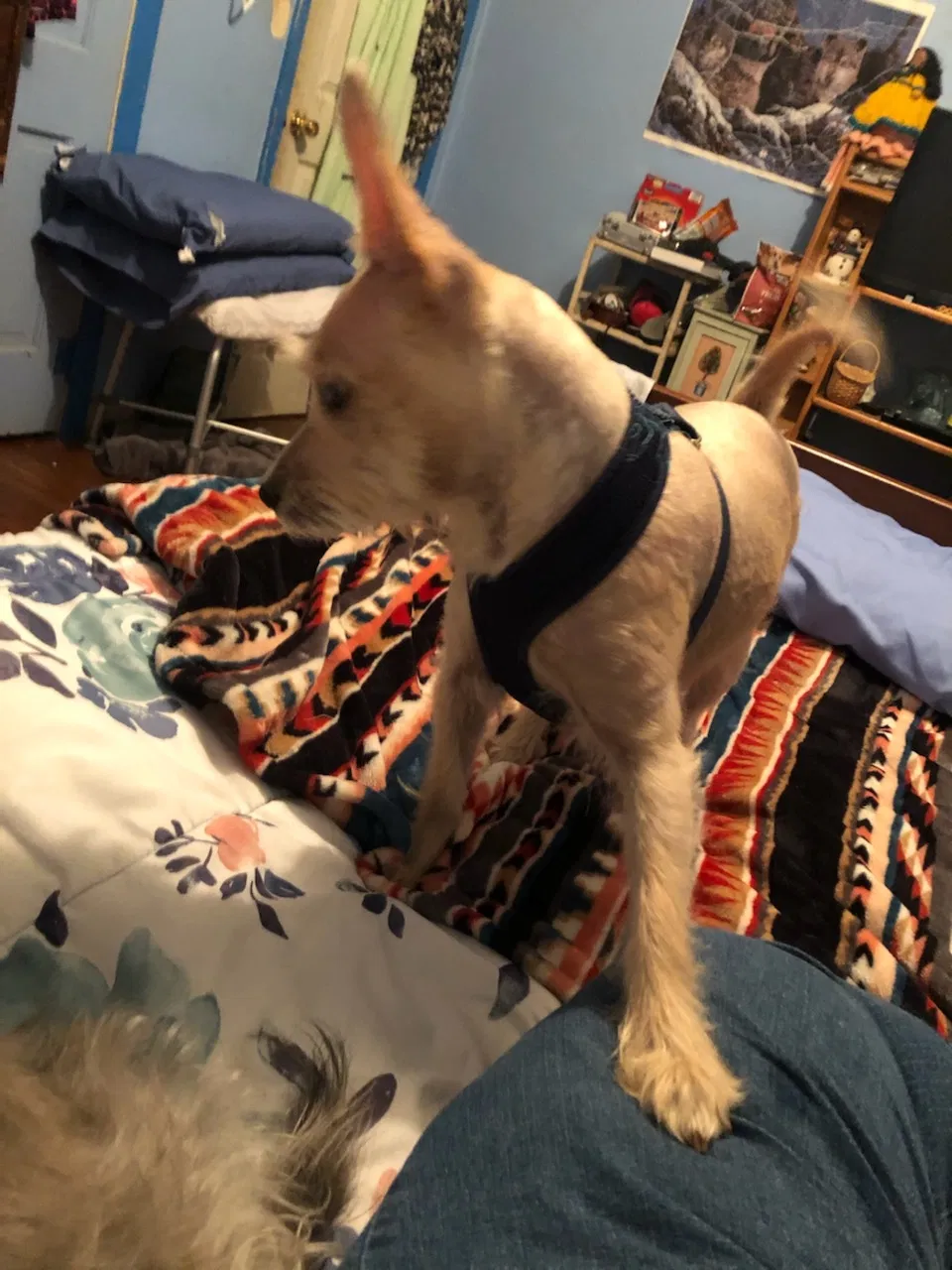 Lost dog in Wichita, KS, 67214