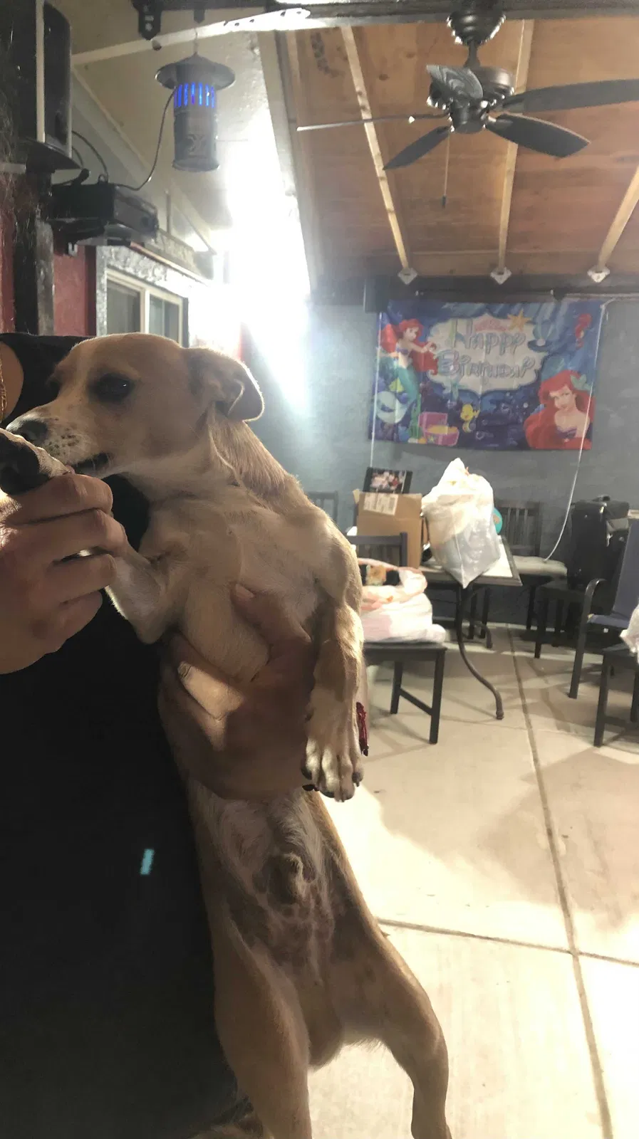 Lost dog in Fairfield, CA, 94533
