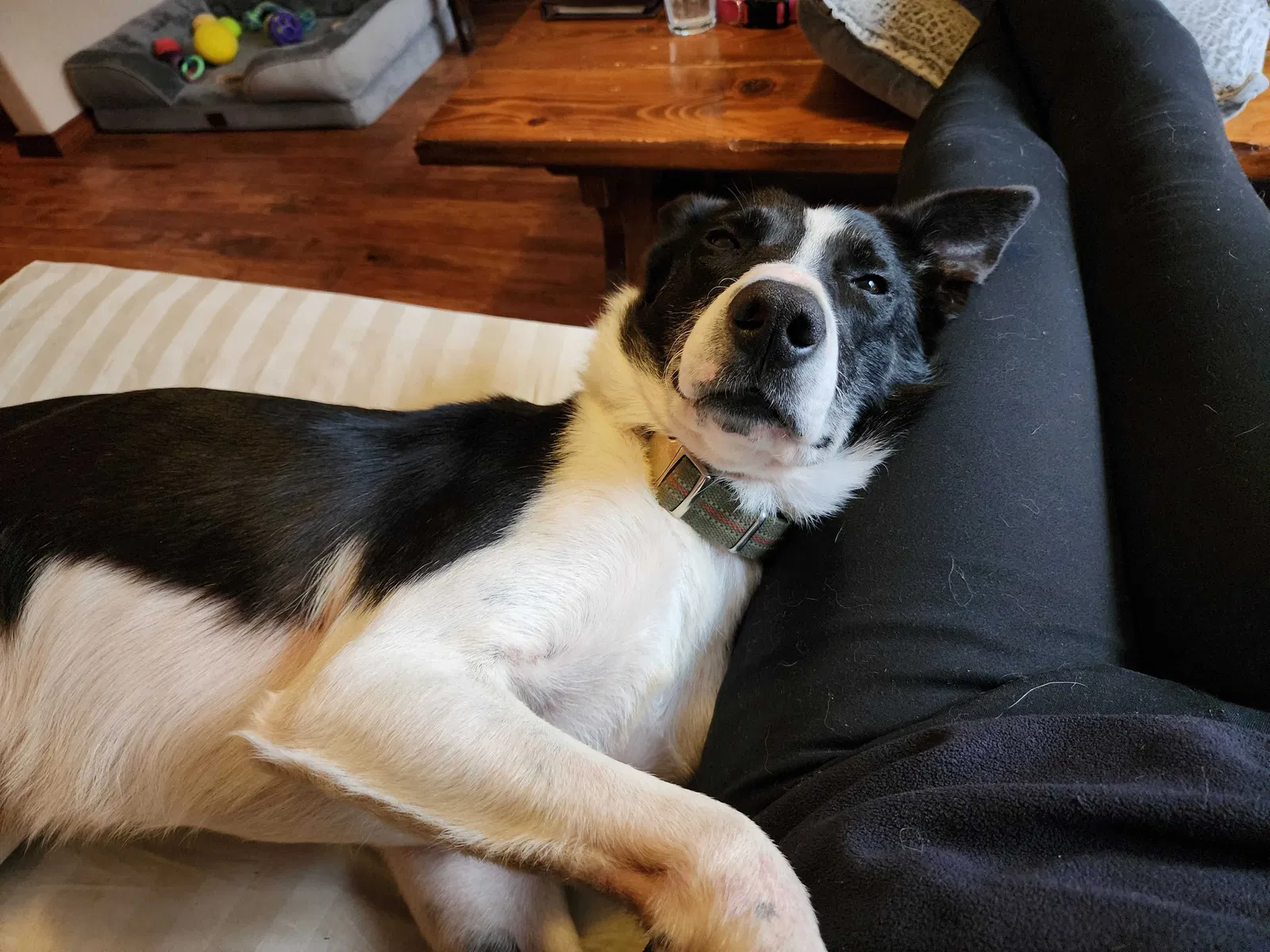 Found dog in Half Way, MO, 65663