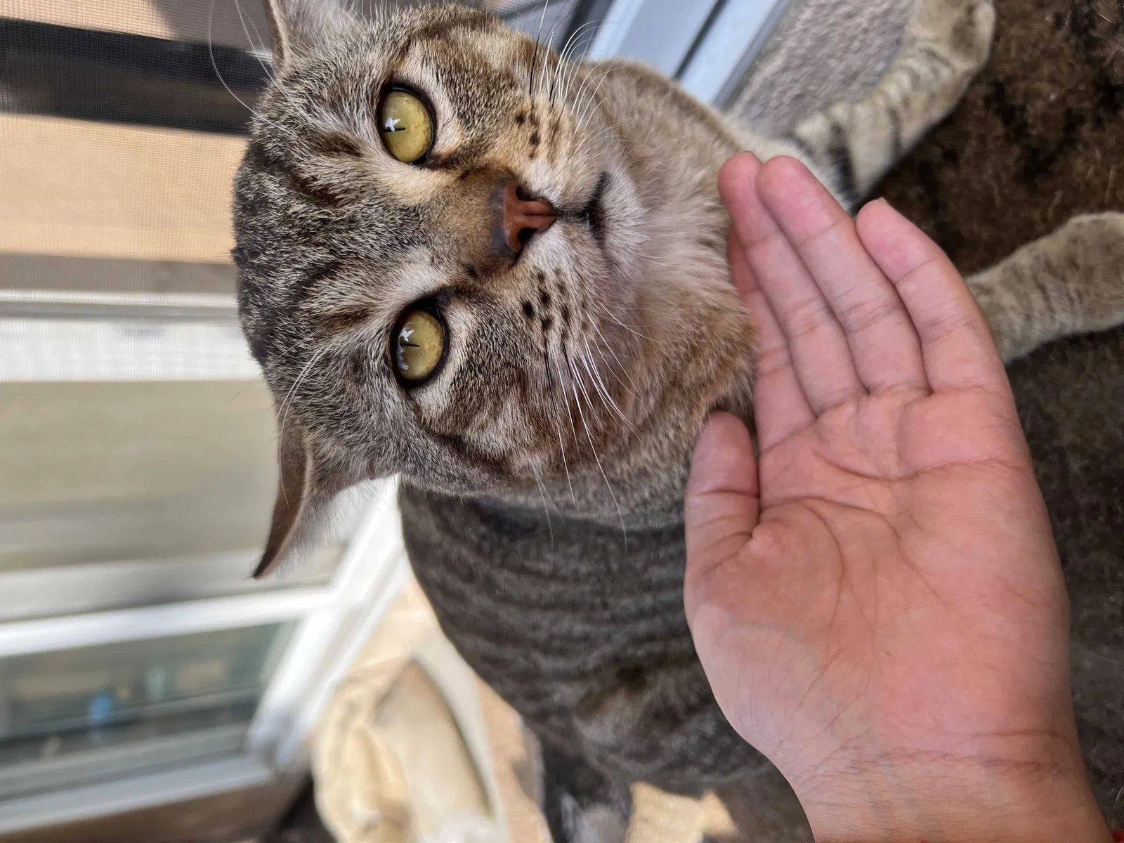 Lost cat in Montclair, CA, 91763