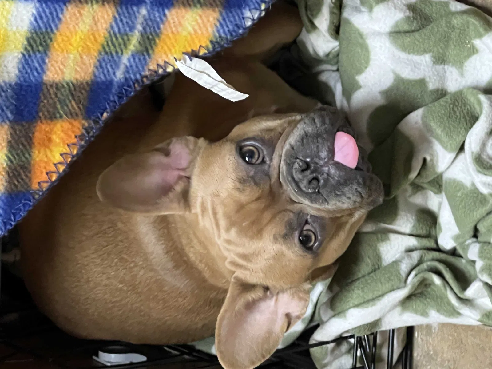 Lost dog in Buckeye, AZ, 85326