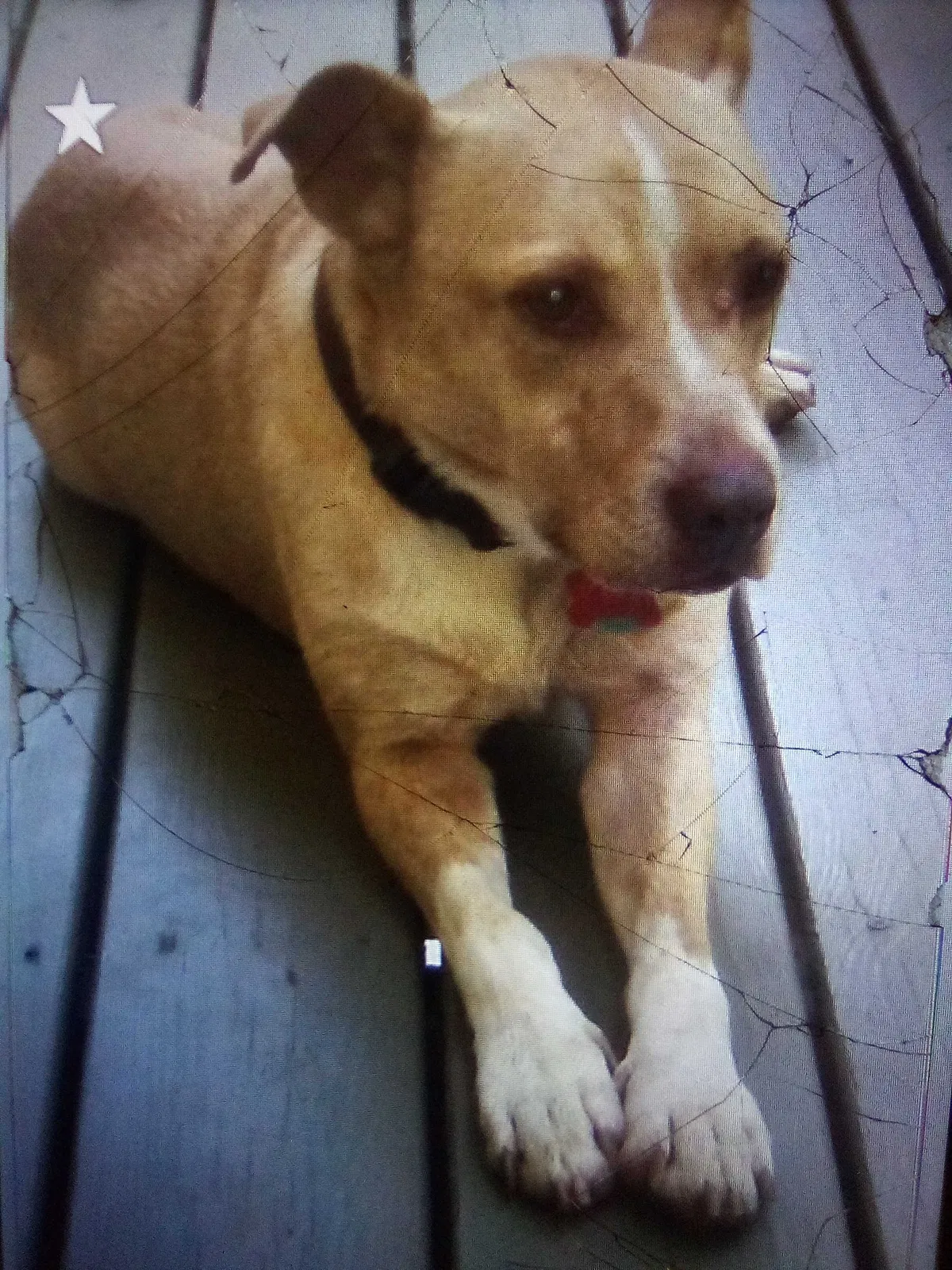 Lost dog in Greensboro, NC, 27406