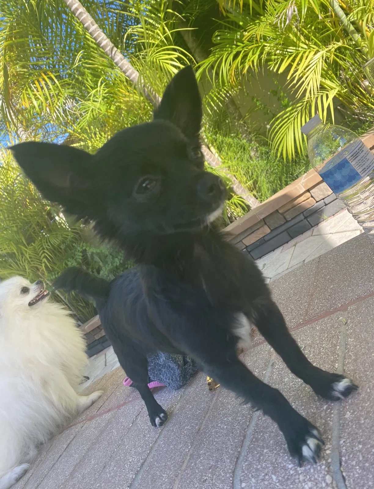 Lost dog in Hialeah, FL, 33012