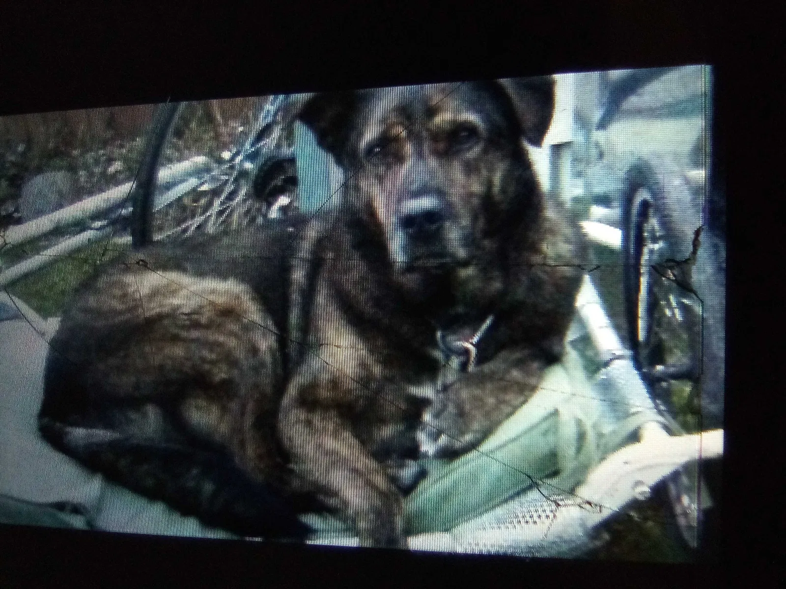 Lost dog in Greensboro, NC, 27406