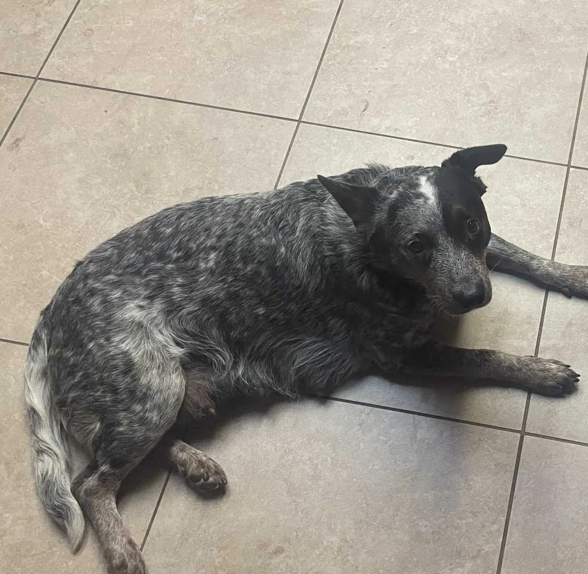 Lost dog in Glendale, AZ, 85302