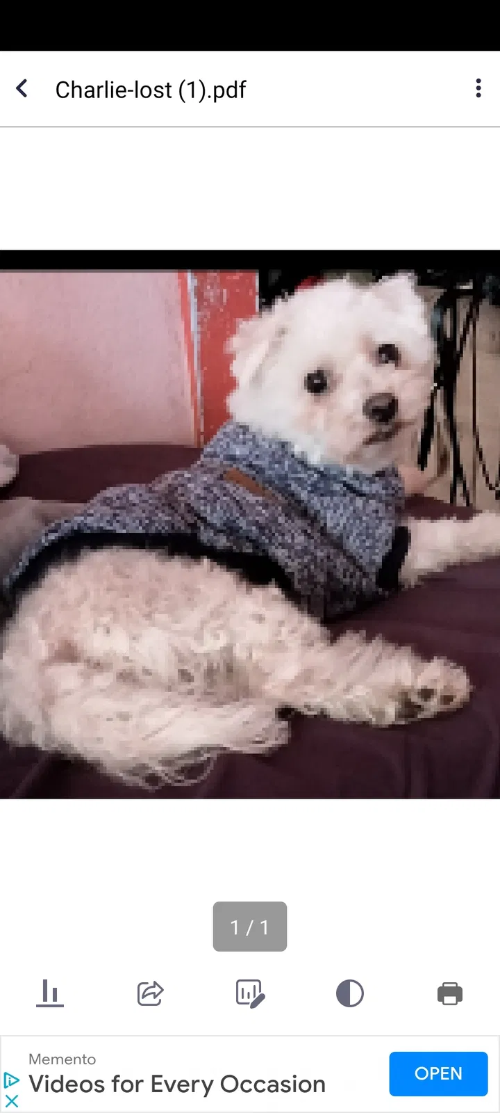 Lost dog in Los Angeles, CA, 90047