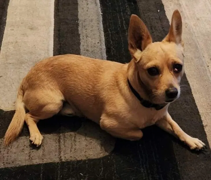 Lost dog in Los Angeles, CA, 90022