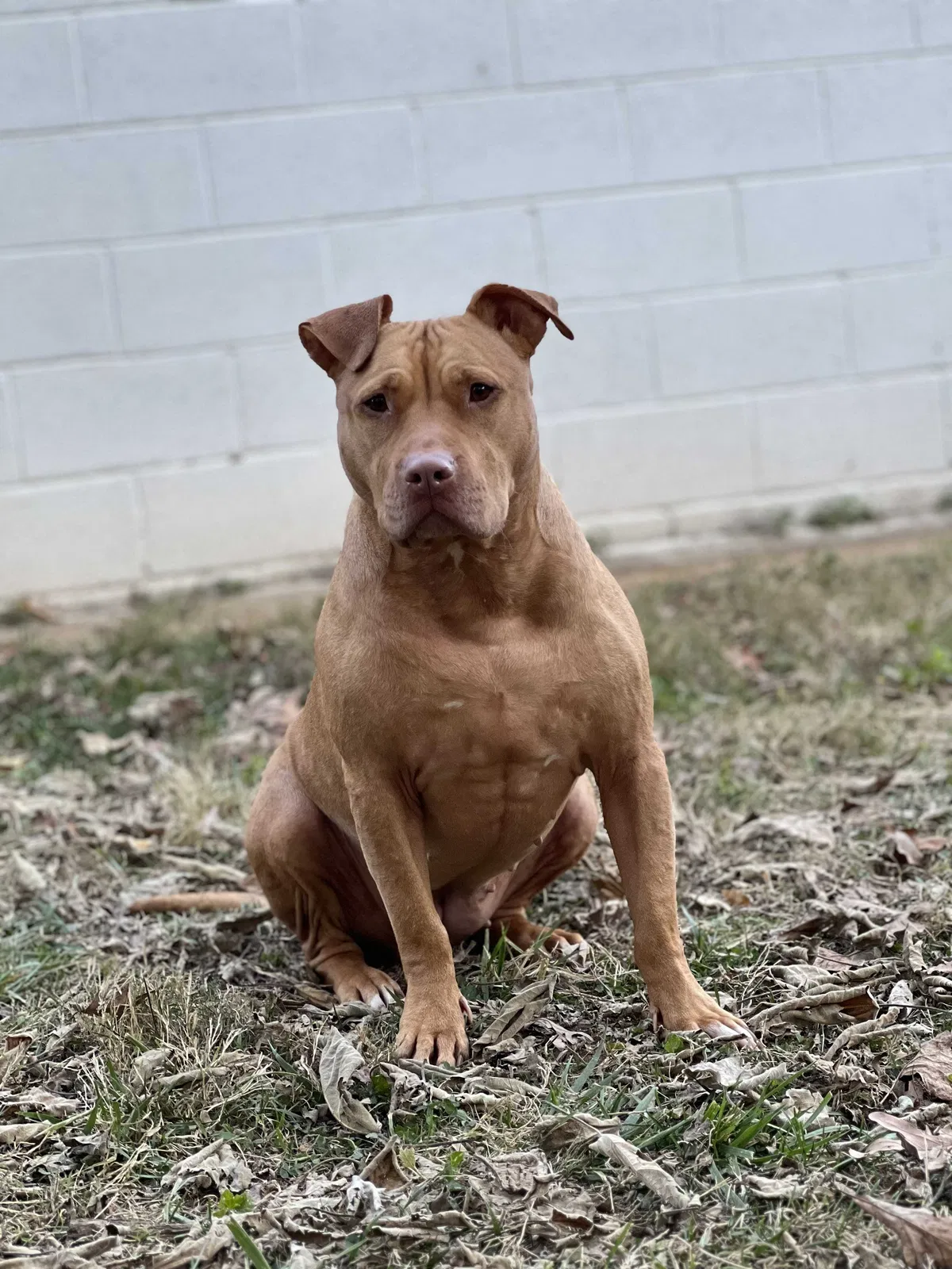 Lost dog in North Wilkesboro, NC, 28659