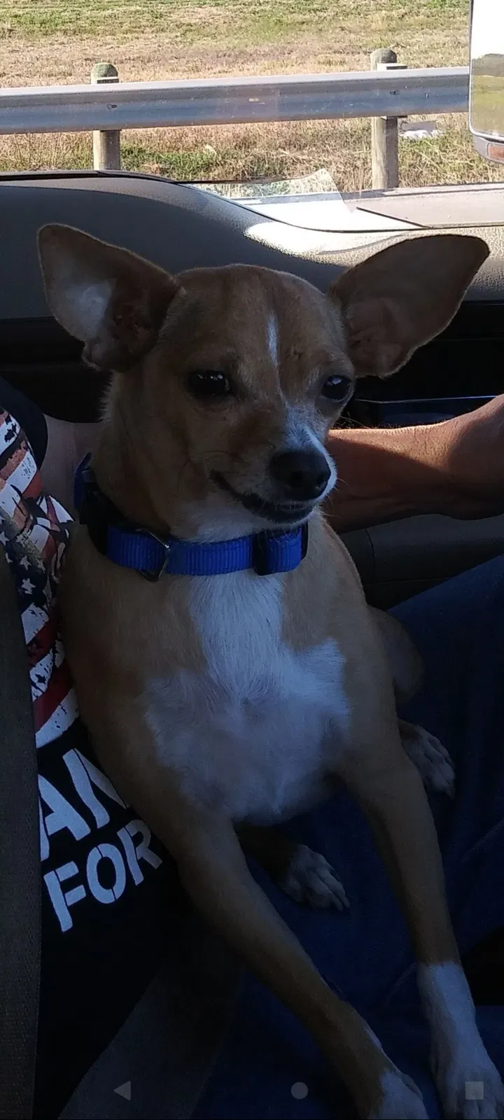 Lost dog in Santa Fe, TX, 77517