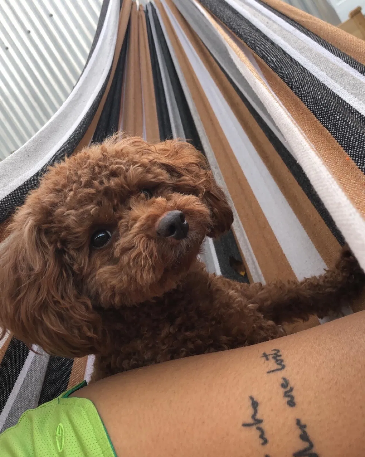Lost dog in Houston, TX, 77006