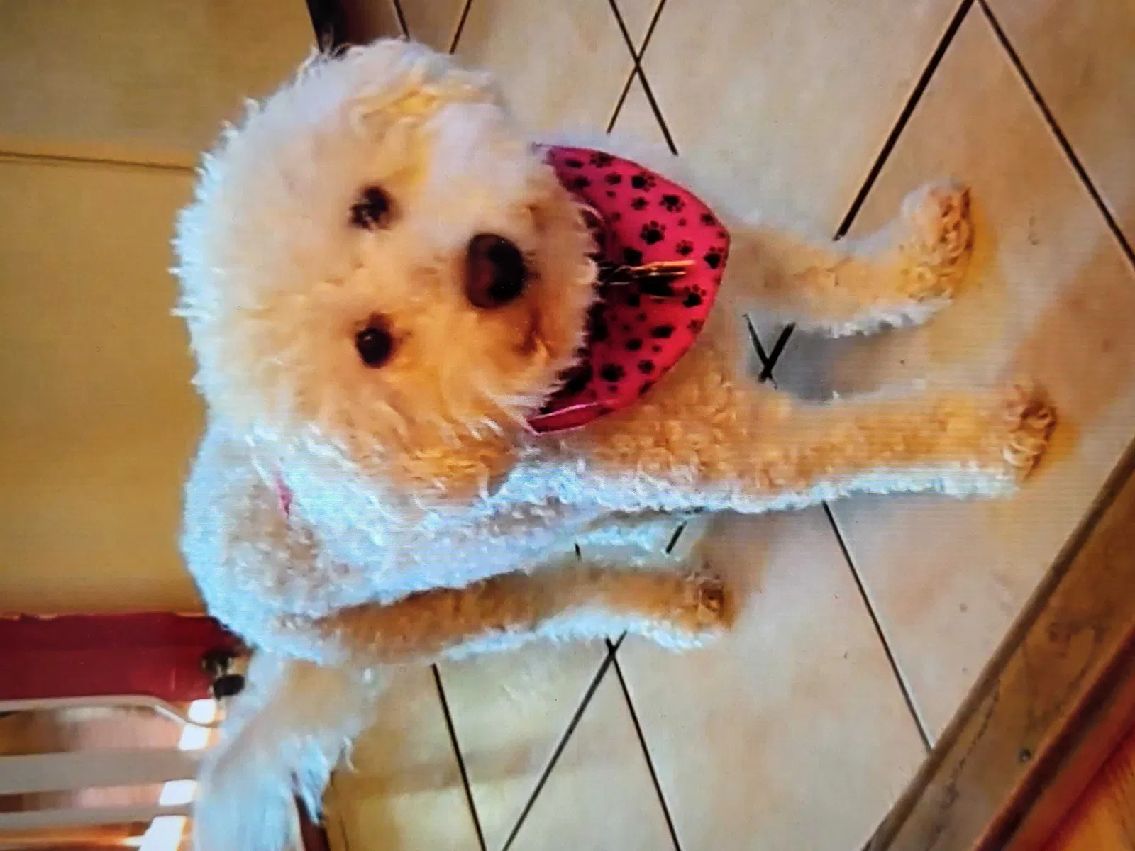 Lost dog in Northport, NY, 11768