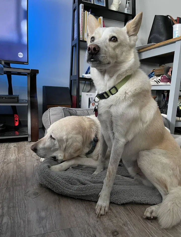 Lost dog in American Fork, UT, 84003