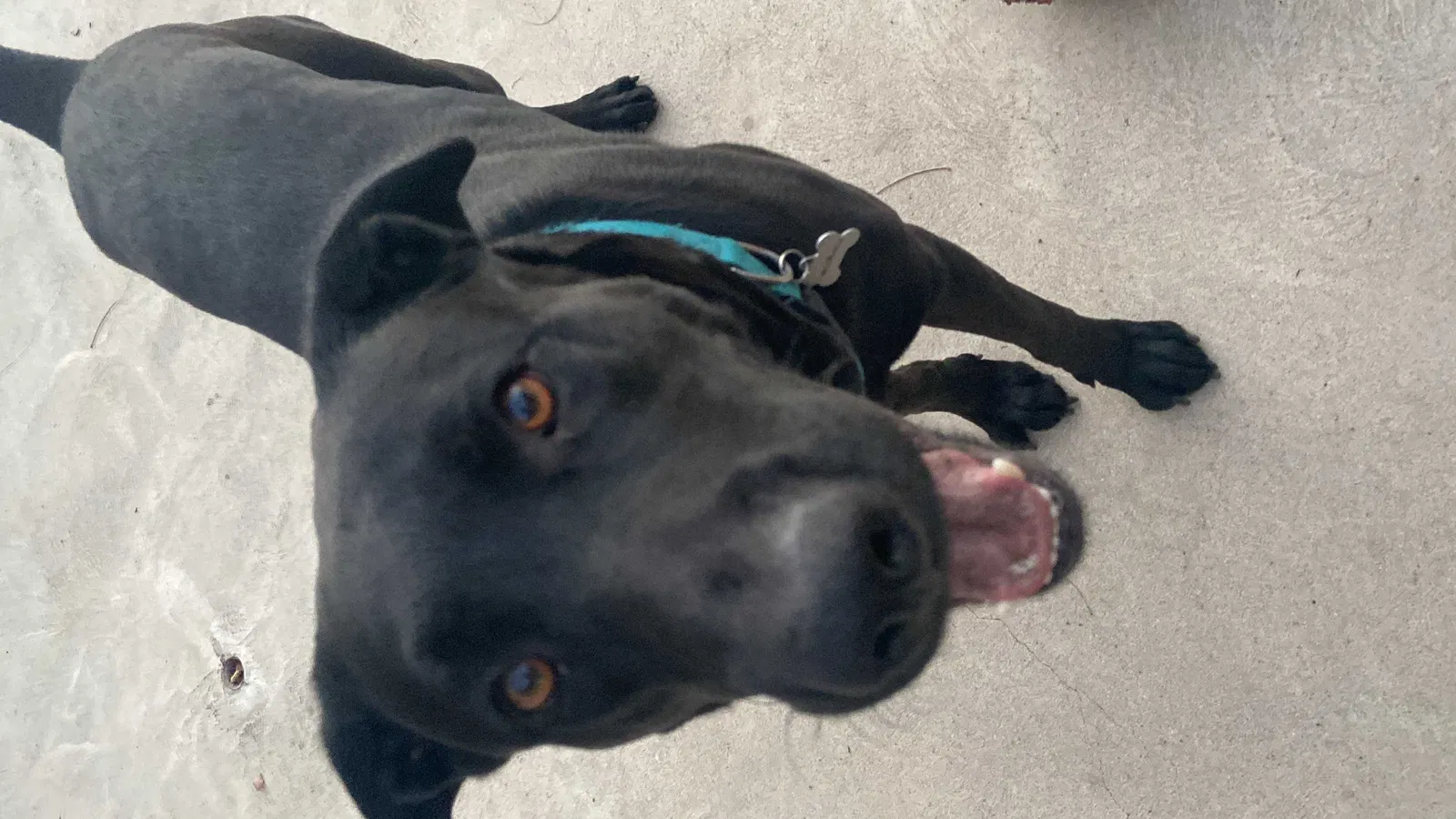 Lost dog in San Jacinto, CA, 92583