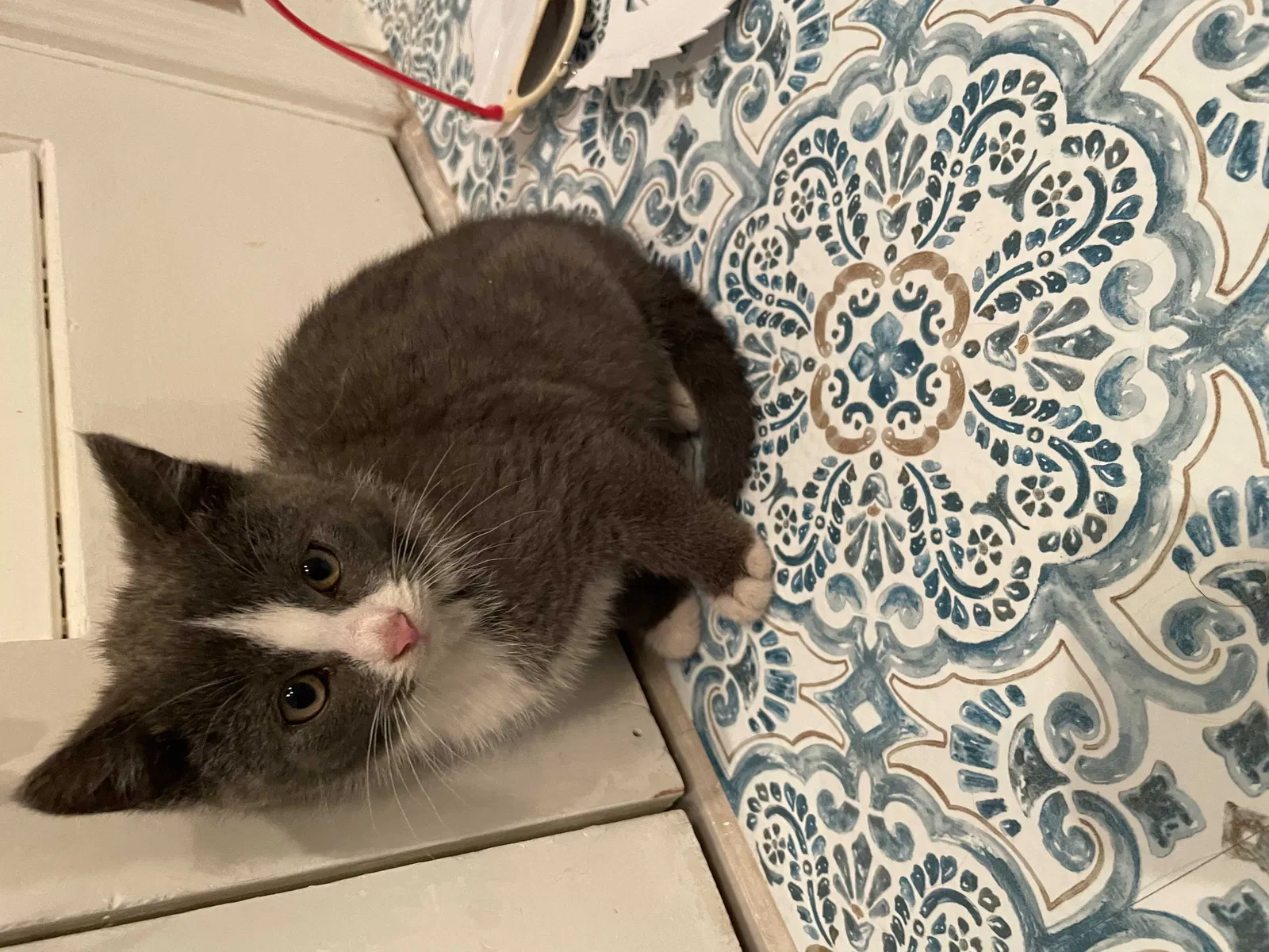 Found cat in Clarksville, TN, 37043