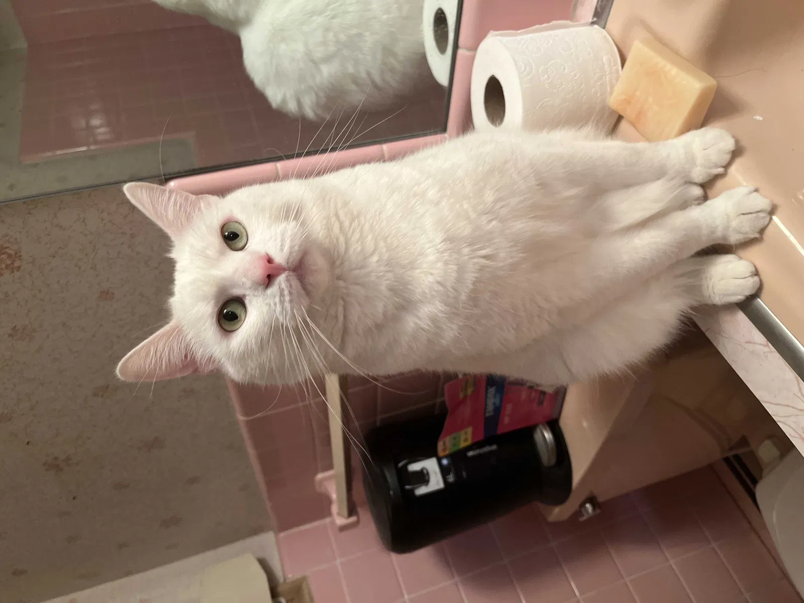 Lost cat in Southfield, MI, 48033