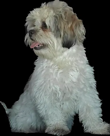 Lost dog in Terrell, TX, 75160