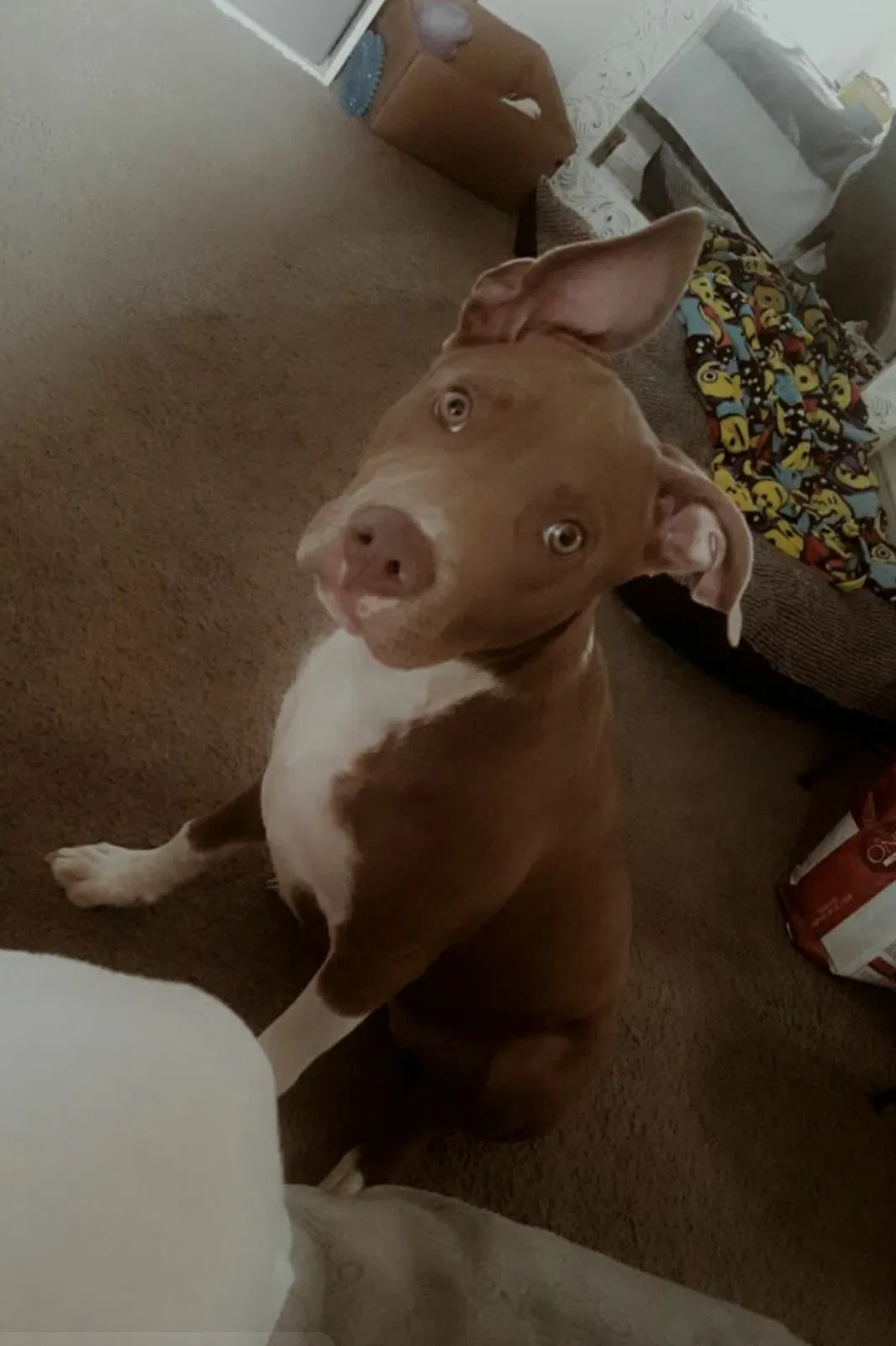 Lost dog in Monroe, NC, 28112